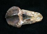 Huge Triceratops Tooth - #4467-3